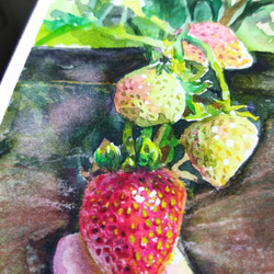 食物 草莓 Strawberry 明信片105x148mm max 葉于聖 水彩明信片 Watercolor postc 第2張的照片