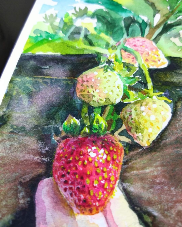 食物 草莓 Strawberry 明信片105x148mm max 葉于聖 水彩明信片 Watercolor postc 第2張的照片