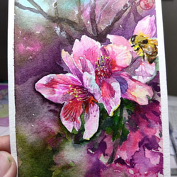 植物 櫻花 Cherry blossoms 明信片105x148mm max 葉于聖 水彩明信片 Watercolor 第2張的照片