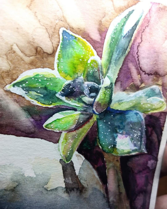 植物孔雀エケベリア20210314_はがき聖水彩はがきで最大105x148mmの葉 1枚目の画像