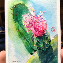 植物 胭脂仙人掌開花  Opuntia cochenillifera flower 明信片105x148mm max 葉 第2張的照片