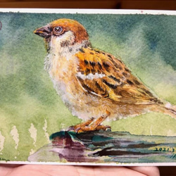 動物 sparrows麻雀 局部明信片105x148mm max 葉于聖 水彩明信片 Watercolor postca 第1張的照片