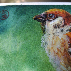 動物 sparrows麻雀 局部明信片105x148mm max 葉于聖 水彩明信片 Watercolor postca 第2張的照片