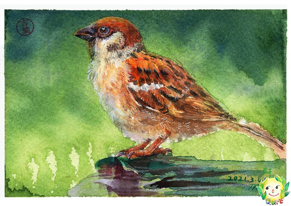 c1 動物 sparrows麻雀 局部明信片105x148mm max 葉于聖 水彩明信片 Watercolor pos 第1張的照片