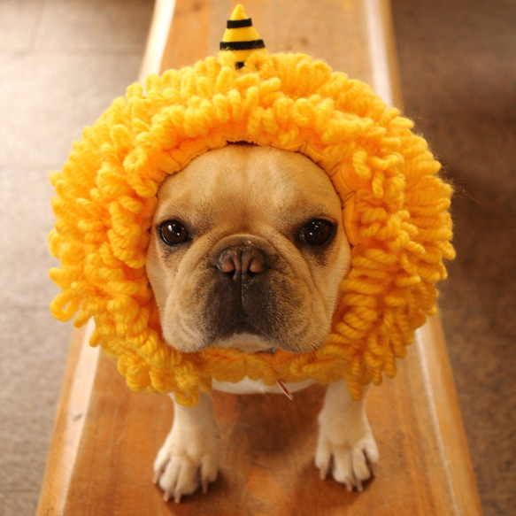 節分におすすめ！黄鬼犬ヅラ ペットのかぶりもの ペット服