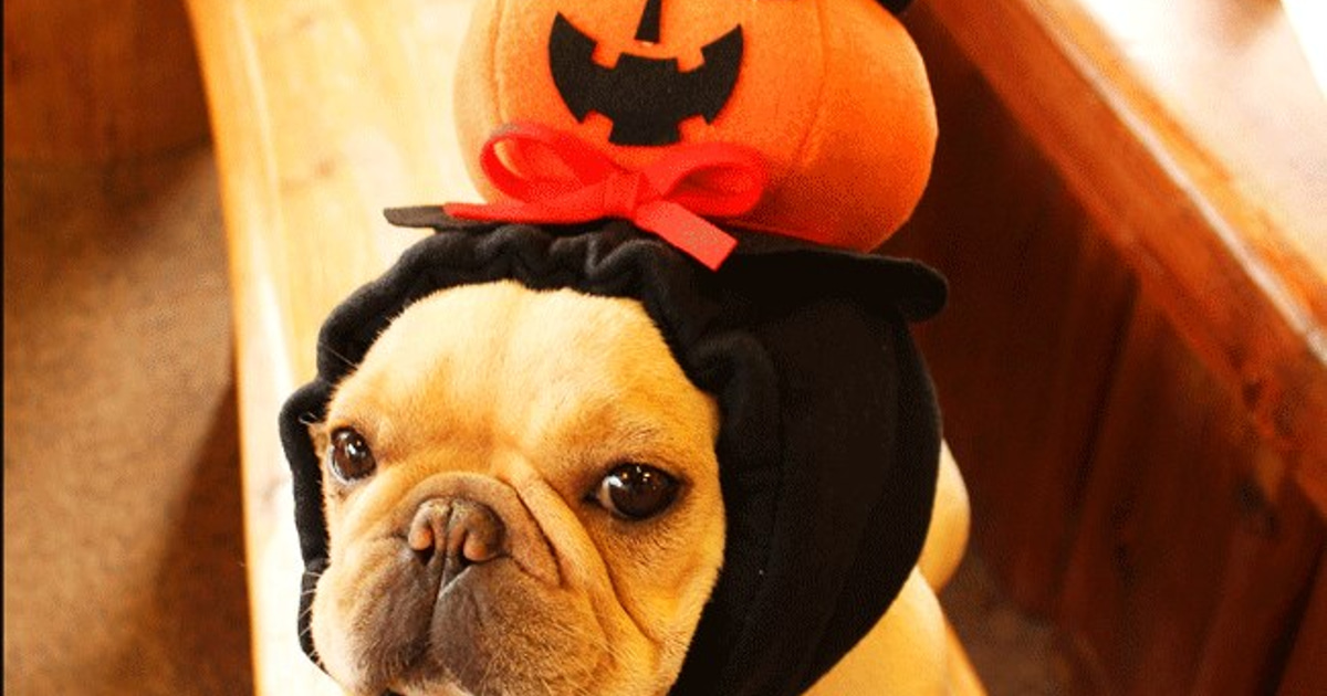 犬服ハンドメイド❤︎ハロウィン❤︎