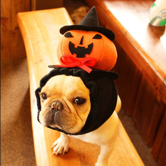 犬服 ラグラン(M) ꒡̈⃝Lily꒡̈⃝ハンドメイド ハロウィン 犬服