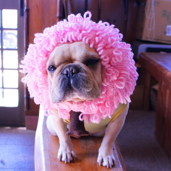 桜満開犬ヅラ 1枚目の画像