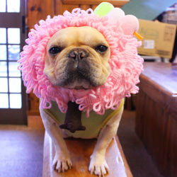 桜満開犬ヅラ【花見だんご付】 1枚目の画像