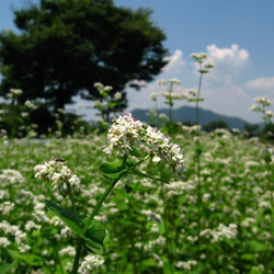 半なま　京蕎麦　味くらべセットＣ 5枚目の画像