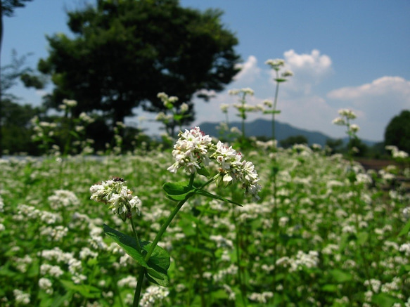 半なま　京蕎麦　味くらべセットＡ 5枚目の画像