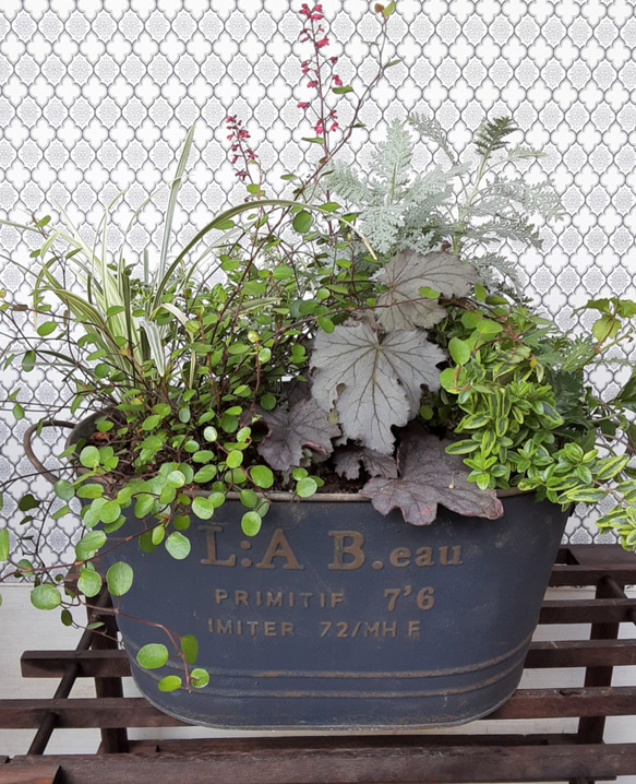 カラーリーフが爽やかさを演出!! ブリキ鉢の男前な寄せ植え 盆栽