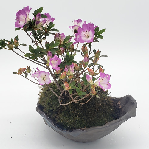 霧島ツツジ(満月)の盆栽 一輪挿し・花瓶・花器 みやび®盆栽 通販