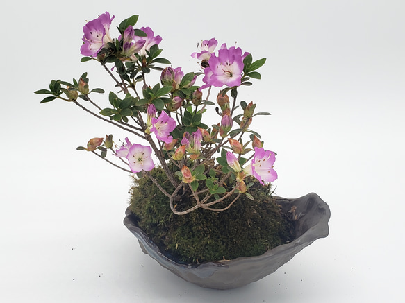 霧島ツツジ(満月)の盆栽 一輪挿し・花瓶・花器 みやび®盆栽 通販