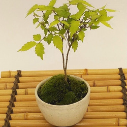 ケヤキのミニ盆栽】（苔付き）（受注生産） 一輪挿し・花瓶・花器