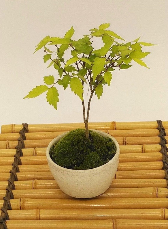 【引き取り限定】欅 盆栽 苔付き ケヤキのミニ盆栽】（苔付き）（受注生産） 一輪挿し・花瓶・花器