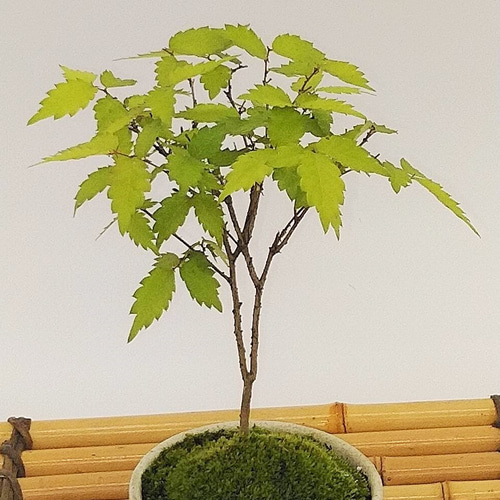 【引き取り限定】欅 盆栽 苔付き ケヤキのミニ盆栽】（苔付き）（受注生産） 一輪挿し・花瓶・花器