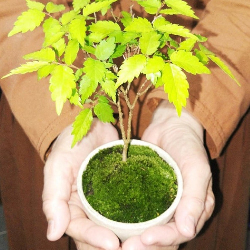 【引き取り限定】欅 盆栽 苔付き ケヤキのミニ盆栽】（苔付き）（受注生産） 一輪挿し・花瓶・花器