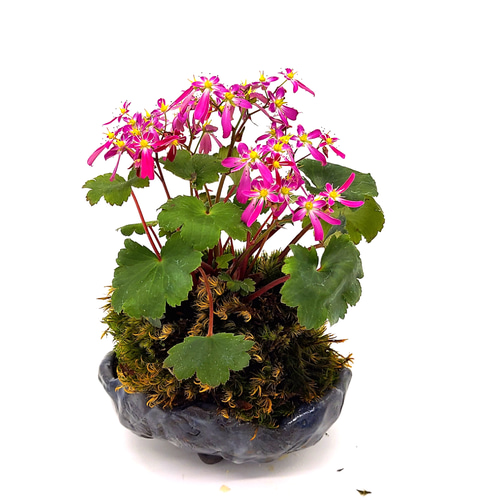 草花文蒔絵角盆(大・小) 草花文蒔絵角盆(大・小) 工芸品