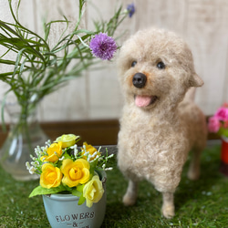 ❶オーダー中止中です　　トイプードルオーダー専用 fb78d96371aa915f74e39d386c1569