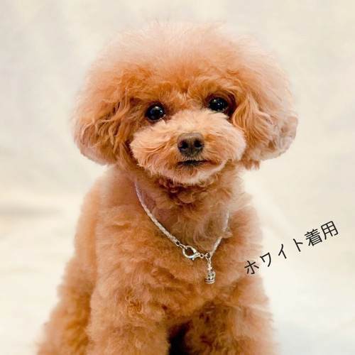 アンティーククラウンチャームの軽い♪本革チョーカー（小型犬、中型犬