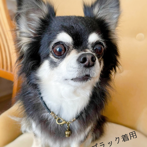 アンティーククラウンチャームの軽い♪本革チョーカー（小型犬、中型犬