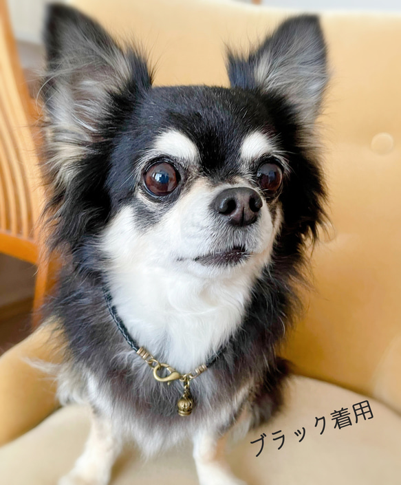 アンティーククラウンチャームの軽い♪本革チョーカー（小型犬、中型犬、猫用）サイズオーダーあり 6枚目の画像