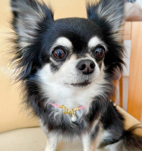 一粒パールの軽い♪本革チョーカー（小型犬、中型犬、猫専用）サイズオーダーあり 3枚目の画像