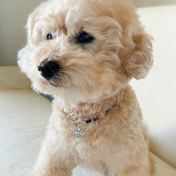 キラキラクラウンの軽くて柔らか♪本革チョーカー（小型犬、中型犬専用）サイズオーダーあり 4枚目の画像