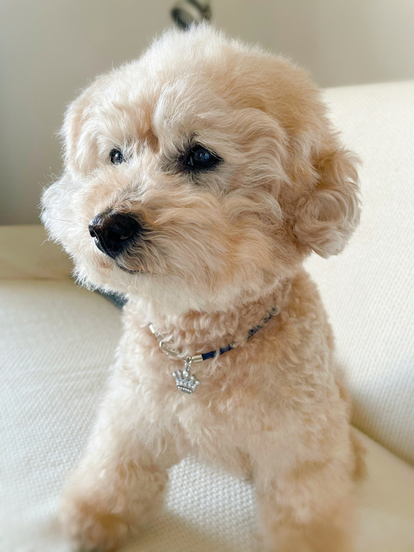 キラキラクラウンの軽くて柔らか♪本革チョーカー（小型犬、中型犬専用）サイズオーダーあり 4枚目の画像