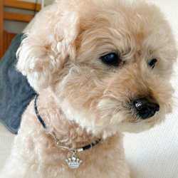 キラキラクラウンの軽くて柔らか♪本革チョーカー（小型犬、中型犬専用）サイズオーダーあり 3枚目の画像