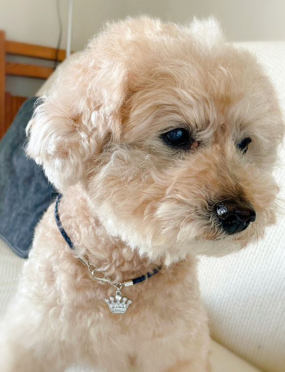 キラキラクラウンの軽くて柔らか♪本革チョーカー（小型犬、中型犬専用）サイズオーダーあり 3枚目の画像