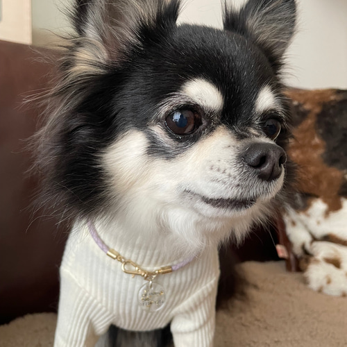 【Kira様】ご確認用✨️本革✨️小型犬猫用✨️迷子札チョーカー✨️ Kira様】ご確認用✨️本革✨️小型犬猫用✨️迷子札