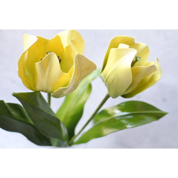 ﾜｯｸｽﾌﾗﾜｰ(ロウの花)黄色のチューリップ 2枚目の画像