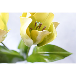 ﾜｯｸｽﾌﾗﾜｰ(ロウの花)黄色のチューリップ 9枚目の画像