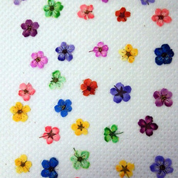 【レジンアクセサリーづくりに大人気です】押し花素材　着色コデマリ　30枚 1枚目の画像