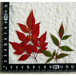【レジンアクセサリーづくりに大人気です】押し花素材　ナンテン（南天）の葉　紅葉ミックス10本 2枚目の画像