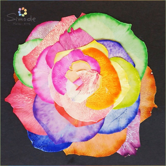 押し花素材　バラの花びら（レインボー）組み立て１輪【ハーバリウム、レジン、スマホケース、キャンドルなどの素材に】 1枚目の画像