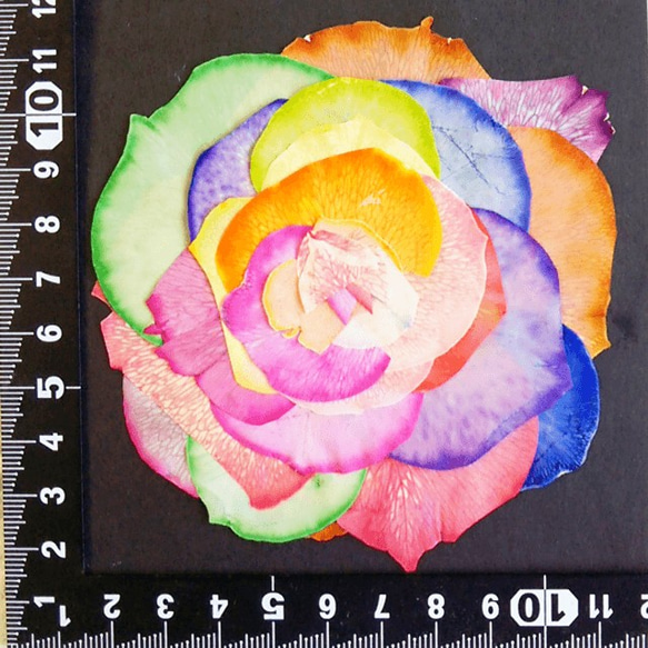 押し花素材　バラの花びら（レインボー）組み立て１輪【ハーバリウム、レジン、スマホケース、キャンドルなどの素材に】 2枚目の画像