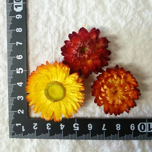 Flora　ヘリクリサムドライフラワー　モハーブ　花材　ハーバリウム 楽天市場】大地農園！ドライフラワー 10g分 「ヘリクリサム 白