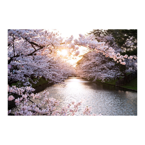 A4版　弘前公園の桜 1枚目の画像