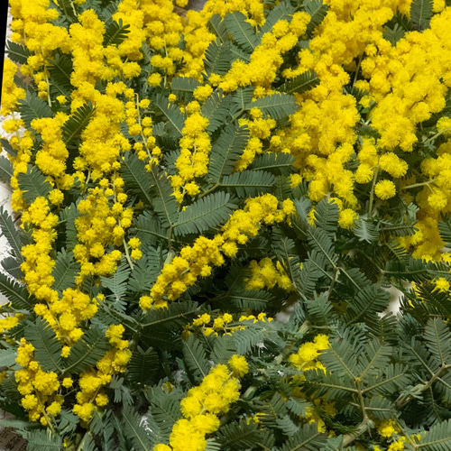 ミモザ ドライフラワー ドライフラワー BLOOM colon 通販