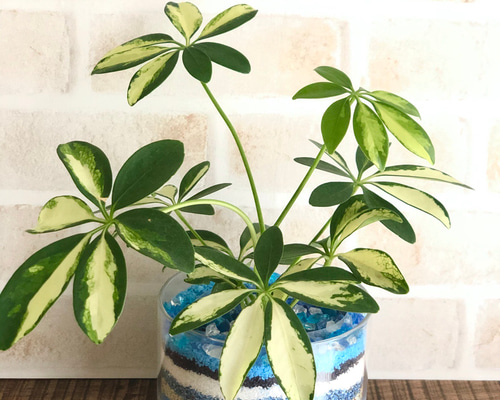 カラーサンドアート　コーヒーの木　観葉植物　シェフレラ　カポック カラーサンドアート コーヒーの木 観葉植物 シェフレラ カポック