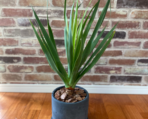 【希少】ドラセナ ドラコ/Dracaena draco※本物③ Amazon | 【種子】Dracaena Draco◇ドラセナ・ドラコ◎「長寿の