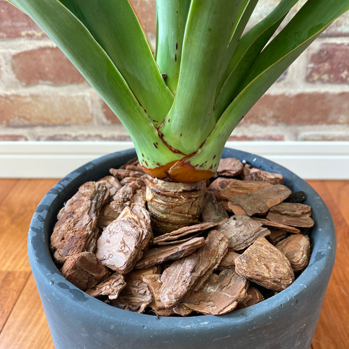 観葉植物 Dracaena draco ドラセナ・ドラコ 竜血樹 6号陶器鉢付 多肉