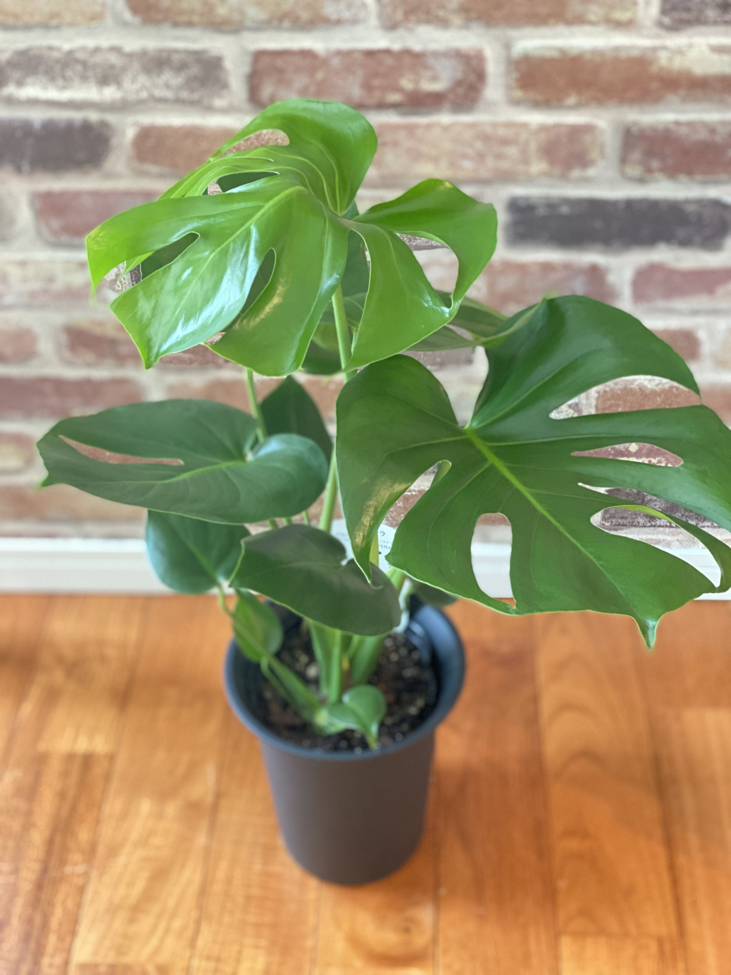 130㎝　モンステラ　葉１３枚　 観葉植物 130㎝ モンステラ 葉13枚 観葉植物