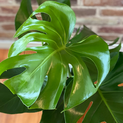 130㎝　モンステラ　葉１３枚　 観葉植物 130㎝ モンステラ 葉13枚 観葉植物