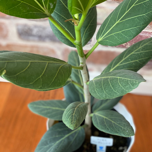 観葉植物 フィカス ベンガレンシス 5号鉢 その他インテリア雑貨