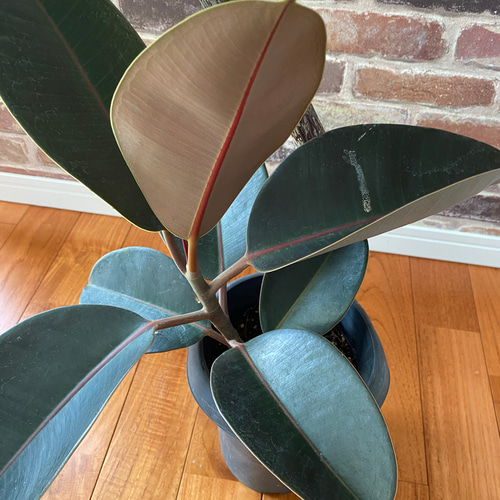 観葉植物【幹太】フィカス バーガンディ 曲がり5 100cm その他