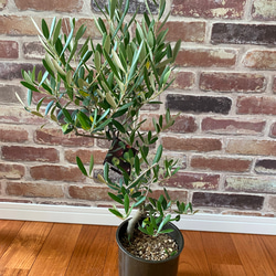 観葉植物 創樹(SOUJU) オリーブの木 苗 5号 ルッカ その他